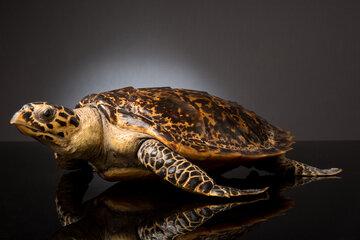 photo d'une tortue naturalisée.