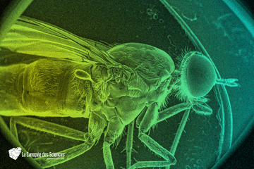 Venez découvrir la nature autrement ! Bzzzzz un sacré monstre vu à la loupe