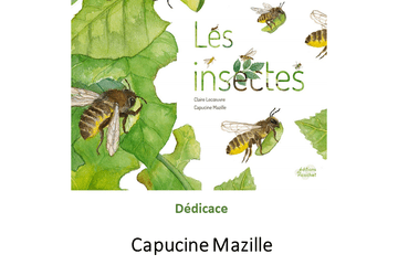Capucine Mazille, illustratrice