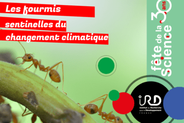 Visuel fourmis IRD SU