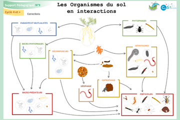 Activité les organismes du sol