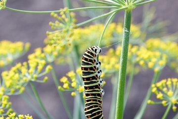 Chenille de machaon sur sa plante hôte, le fenouil.