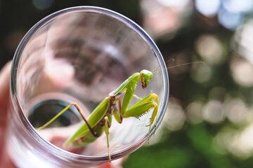 Exposition d'insectes