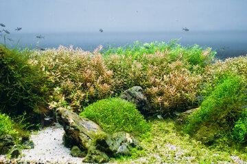 Les propriétés insoupçonnées des algues, quels potentiels à Mayotte?            
