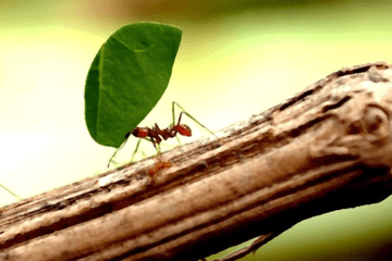 Photo d'une fourmi sur une branche, tenant une feuille