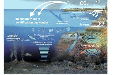 Effets du changement environnemntal sur les organismes marins. 