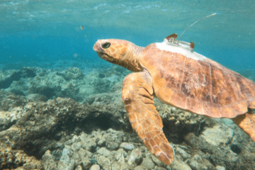 Une tortue caouanne équipée de balise ARGOS