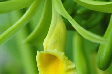 Une fleur de vanille.