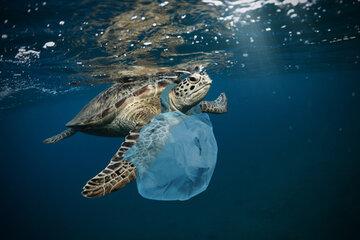 pollution plastiques des océans