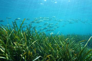 Cet atelier propose un éclairage sur les changements climatiques et environnementaux en Méditerranée, et ses conséquences sur les écosystèmes marins