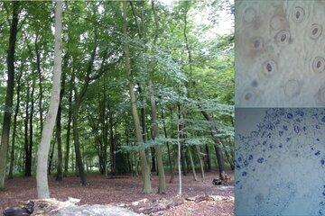 Image d'une forêt, de stomates vus à partir d'une empreinte de feuille et d'un mycorhize (association entre un arbre et un champignon