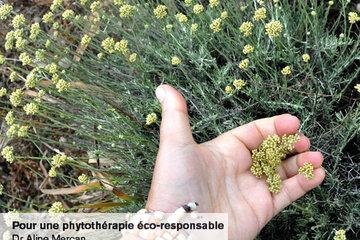 Pour quelques ml d'huile essentielle d'hélichryse Main récoltant de l'hélichryse (fleur jaune)