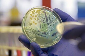 Colonies de bactéries sur milieu gélosé