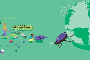 Les insectes au secours de la planète Une sauterelle et des insectes sur fond verdoyant