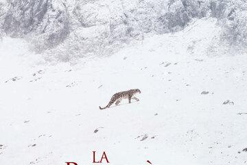 Affiche du film La panthère des neiges