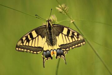 Papillon (Machaon)