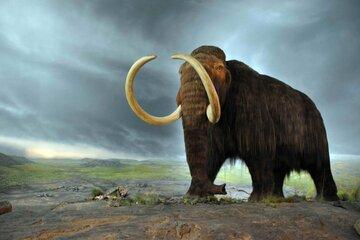 Woolly_mammoth