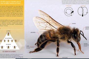 exposition Synops abeilles