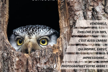 Concours-photo Mon Arbre 2022 Affiche concours Mon Arbre 2022