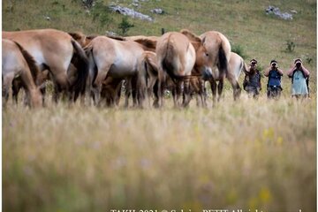 Camouflés dans la végétation de la steppe ou dans les airs du causse Méjean, de nombreux animaux cohabitent avec les chevaux de Przewalski.