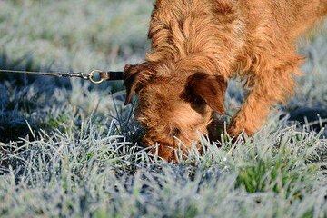 Chien et détection
