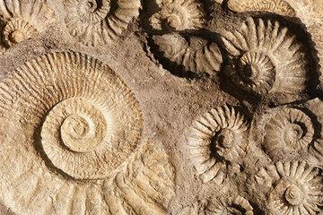 Image d'illustration avec des fossiles