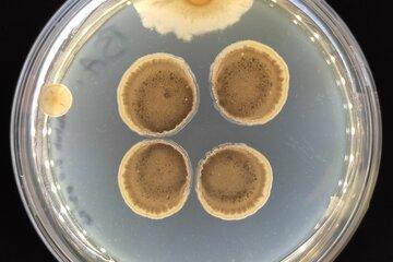 Image de boîte de Pétri d'un champignon et de bactéries