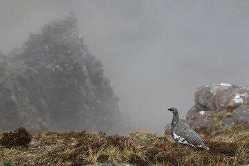 Le lagopède alpin, une espèce qui disparaît de certaines zones trop chaudes. 