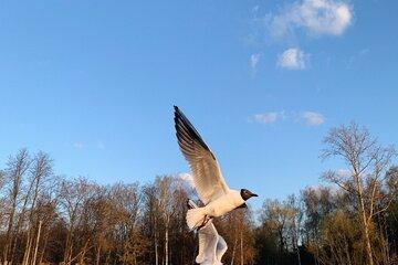 Oiseau sur étendue d'eau