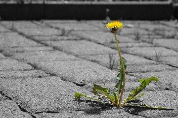 Nature en ville