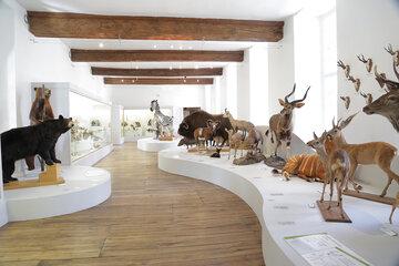 Salle des mammifères Salle des mammifères