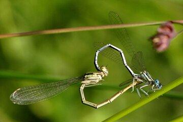 Libellules