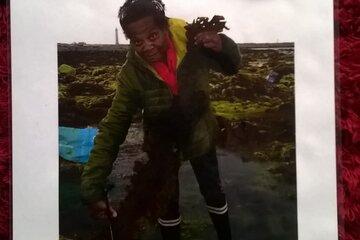 Récolte de l'algue brune le  Kombu Royal/Laminaria Sacharrina