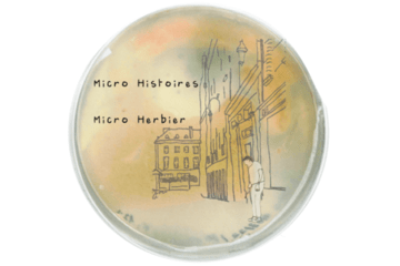 logo du projet micro herbier