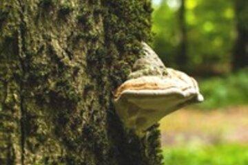 Champignon sur un arbre
