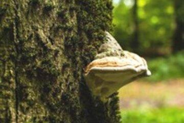 Champignon sur un arbre