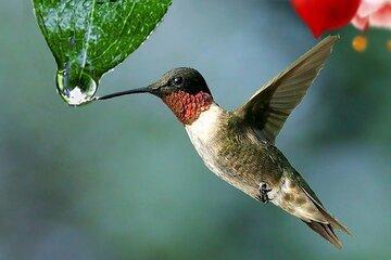 Colibri - Pixabay libre de droit