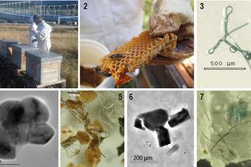 Nanocomposites polymères extraits des produits de la ruche et assemblés par les abeilles mellifères à partir de nanoparticules ionisées dans l’atmosphère