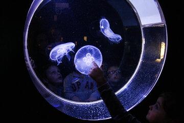 les méduses du muséum