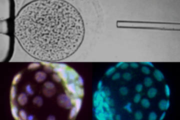 Microinjection ovocytaire et développement embryonnaire