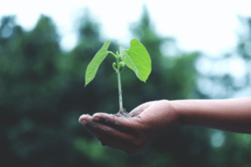 Main tenant une plante