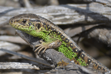 Mâle de Lacerta agilis garzoni