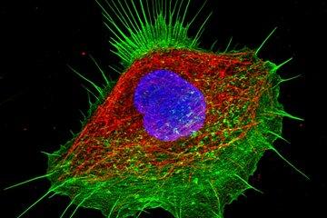 Image d'une cellule humaine observée en fluorescence par microscopie confocale (noyau en bleu, cytoquelette en rouge et vert)