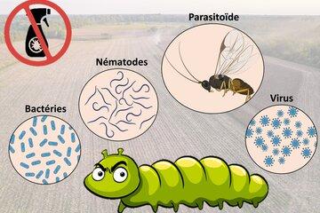 Les ennemis des insectes ravageurs !