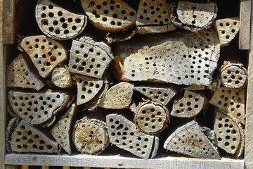 Rondins de bois percés par des insectes