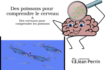 Un cerveau personnifié regarde a aquarium remplie de poissons. Une loupe au dessus du cerveau montre des neurones.