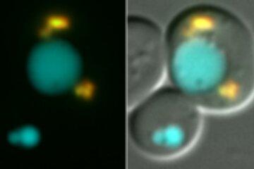 levure observée au microscope à fluorescence