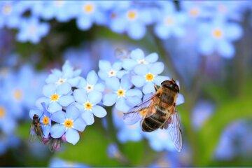 Fleur et abeille