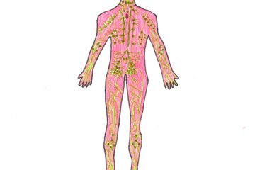 Systeme lymphatique