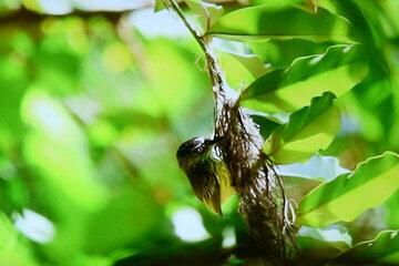 association-carduelis